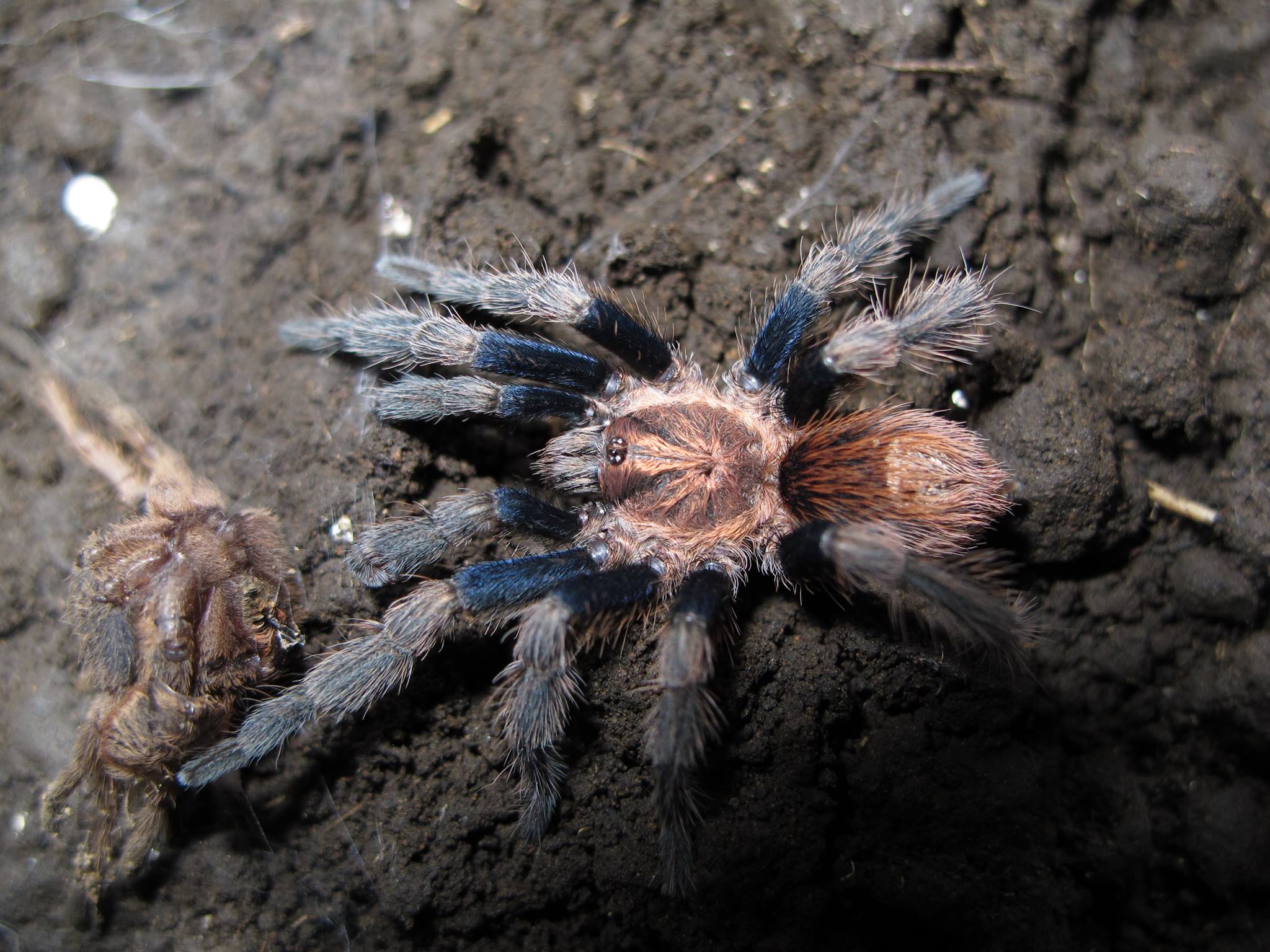 Male